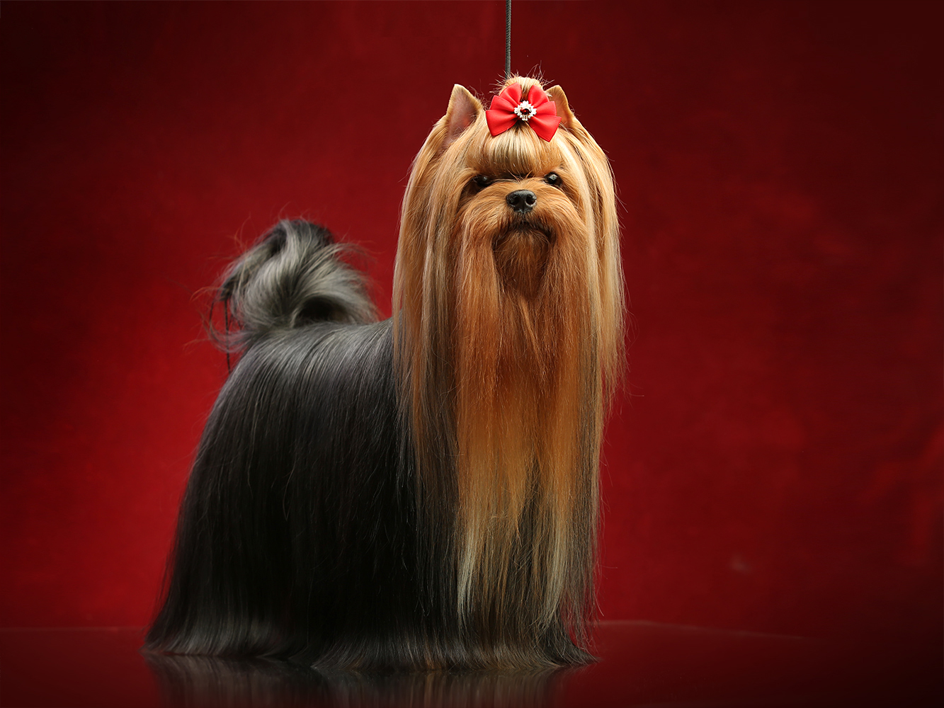  ELM DENDI GIVANCHY VELIKOLEPNAYA — Labaza DogPedigree YorkshireTerrier